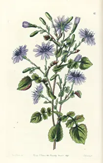 Lindley: Lactuca macrorhiza