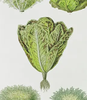 Salad: Lactuca sativa, lettuce