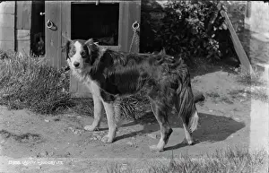 Fluffy: Laddy the Dog