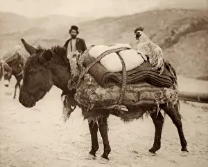 Worldly: Laden Donkey owned by a Bakhtiari Tribesman