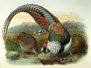 Pheasant: Lady Amherst's Pheasant
