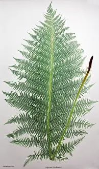 Femina: Lady Fern plant
