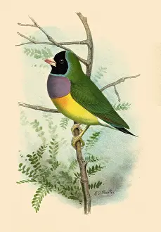 Agassiz: Lady Gold Finch