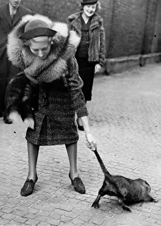 Durability: Lady pulling a Nutria