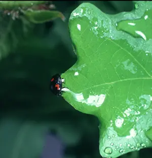 Droplet: Ladybird