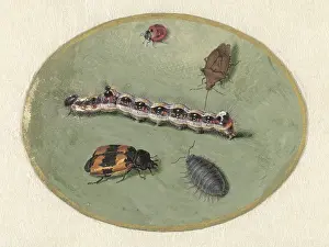 Invertebrates: Ladybird, Caterpillar, Sow Bug and Two Turrets