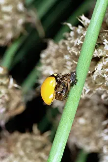 Pupa: Ladybird just emerged from its pupa case