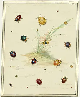 Bodycolour: Ladybirds