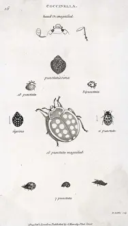 Ladybirds: LADYBIRDS