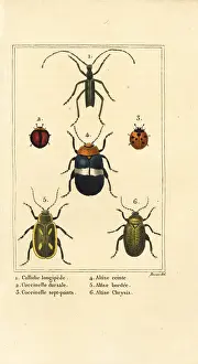 Ladybirds: Ladybirds and flea beetles