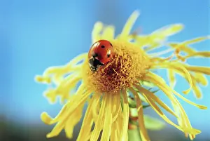 Tyumen: Ladybug on Flower, 1994