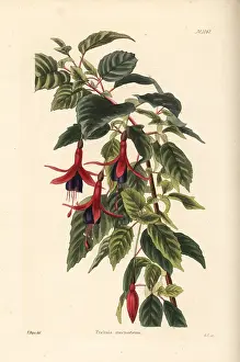 Fuchsia: Lady's eardrops, Fuchsia magellanica