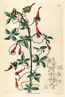 Tropaeolum: Lady's legs, Tropaeolum pentaphyllum