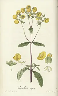 William Blackwood: Lady's purse, Calceolaria ascendens