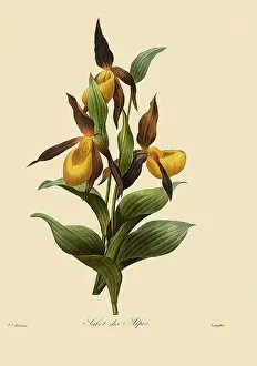 Slipper: Lady's Slipper Orchid