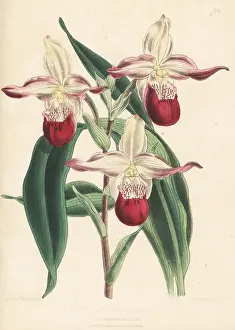 L. Reeve: Lady's slipper orchid, Phragmipedium E' sedenii