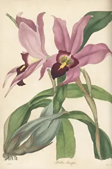 Nurseryman: Laelia anceps orchid