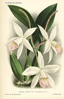 Horticole: Laelia anceps orchid