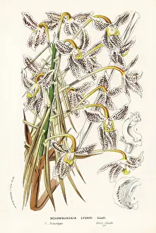 Laelia: Laelia lyonsii orchid