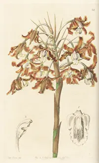 Suriname: Laelia marginata orchid