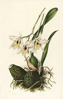 Rubescens: Laelia rubescens orchid