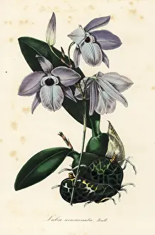 Rubescens: Laelia rubescens orchid