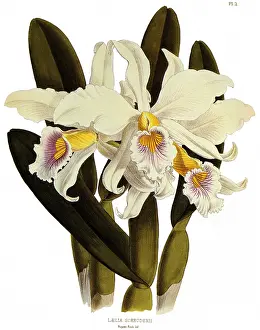 Nugent: Laelia Schroederi