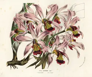 Laelia: Laelia superbiens orchid