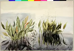 1843: Lagan Study of Weeds