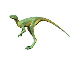 Ladinian: Lagerpeton is an extinct dinosauromorph from the Middle ?