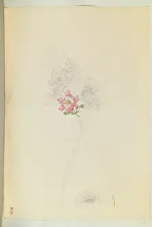Unfinished: Lagerstroemia indica, Crape myrtle