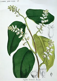 Malvales: Lagetta lintearia, lace-bark tree