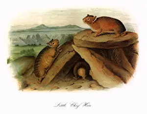 Hares: Lagomys Princeps