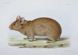 Tailless: Lagomys tibetanus