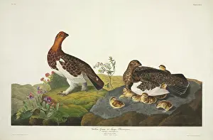 Thea: Lagopus lagopus, willow grouse