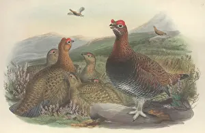 Grouse: Lagopus lagopus, willow grouse