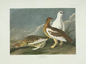 Grouse: Lagopus muta, rock ptarmigan