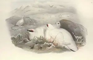 Grouse: Lagopus muta, rock ptarmigan