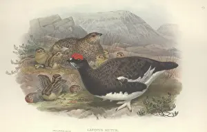 Grouse: Lagopus muta, rock ptarmigan