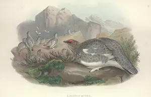 Grouse: Lagopus muta, rock ptarmigan