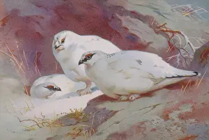 Grouse: Lagopus muta, rock ptarmigan