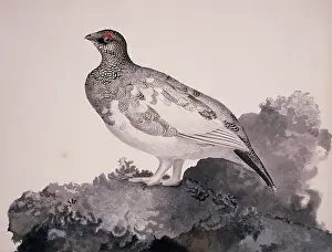 Grouse: Lagopus mutus, rock ptarmigan