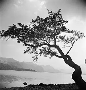 Windswept: Lake District