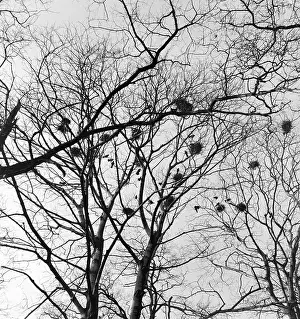 Rookery: Lake district: Rookery