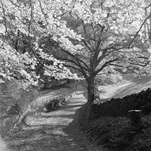 Grasmere: Lake District In Spring