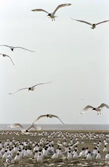 Gulls: Lake Manych-Gudilo, 1984