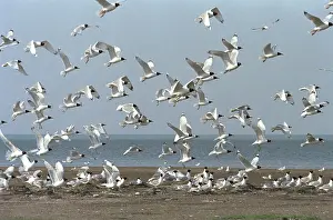 Gulls: Lake Manych-Gudilo, 1984