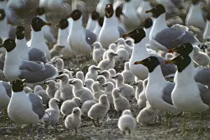 Chicks: Lake Manych-Gudilo, 1984