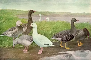 Poke: Lakeside Geese