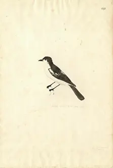 1754 1794: Lalage leucopyga, long-tailed triller